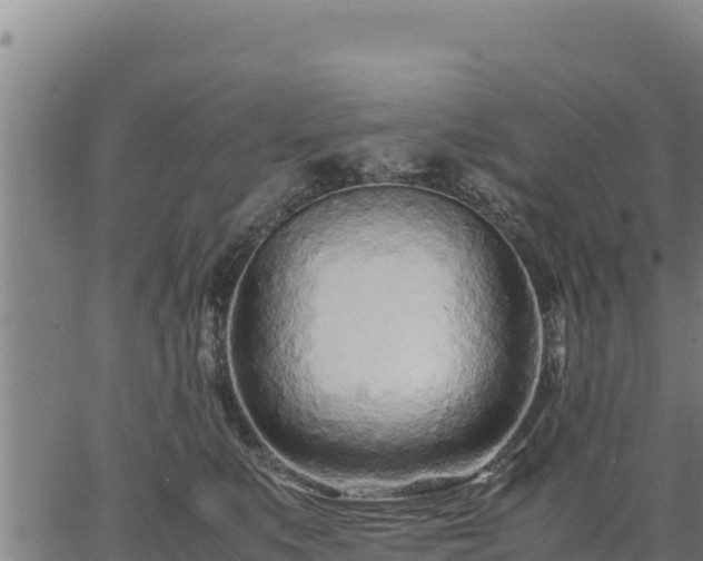 X0000067000519200603311617