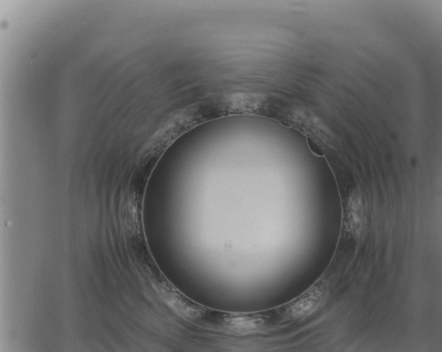 X0000067000522200603311617