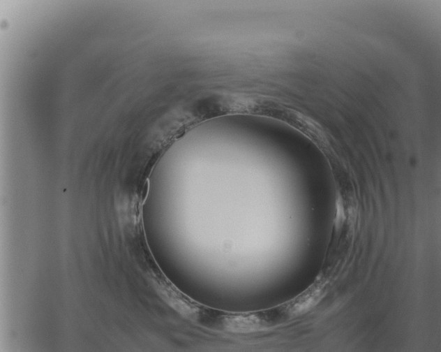 X0000067000525200603311617