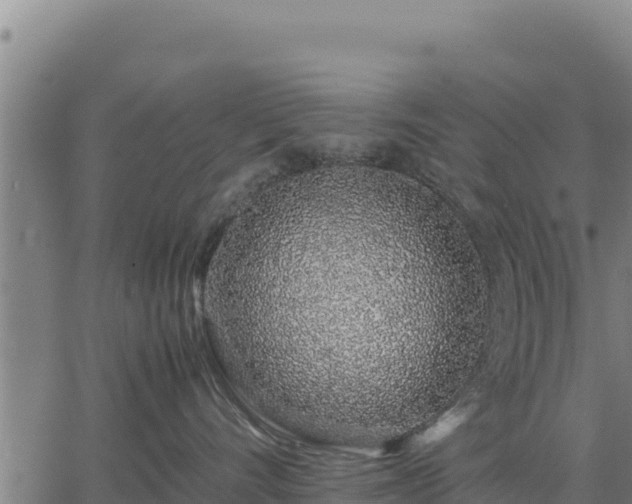 X0000067000528200603311617