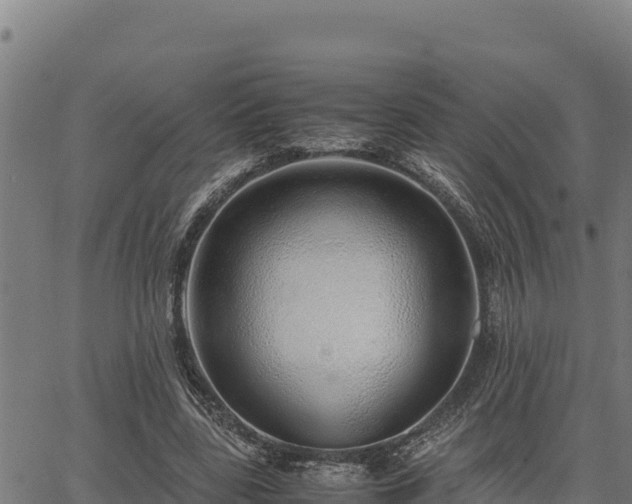 X0000067000539200603311617