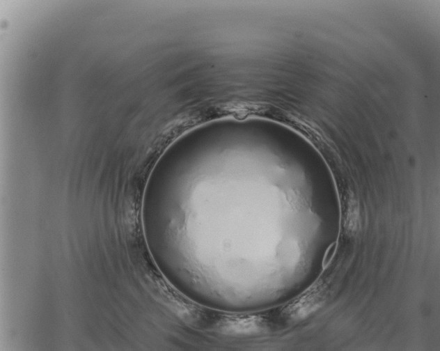 X0000067000569200603311617