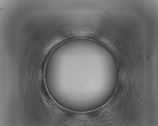 X0000067000583200603311616