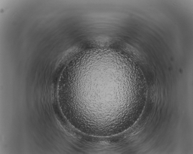 X0000067000594200603311616