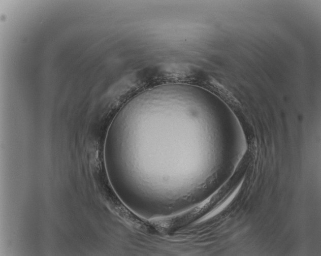 X0000067000615200603311616