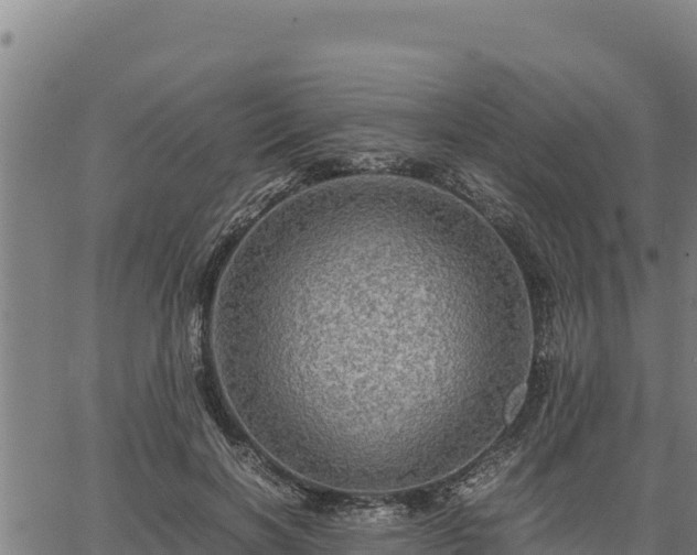 X0000067000646200603311615