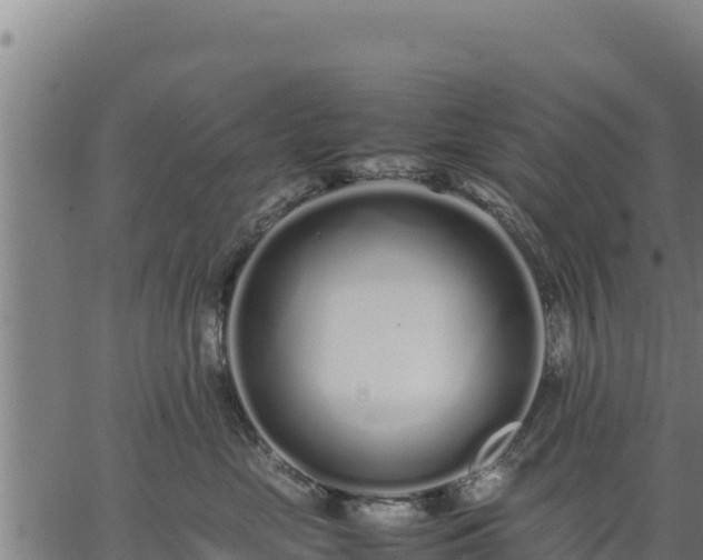 X0000067000669200603311616