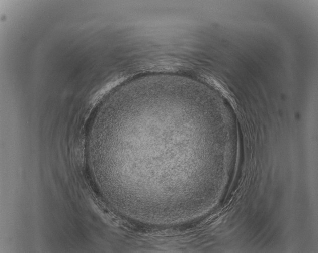 X0000067000675200603311615