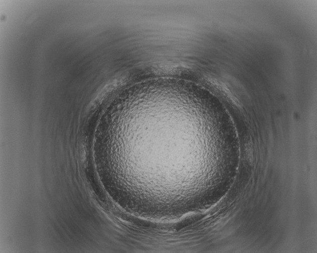 X0000067000687200603311615