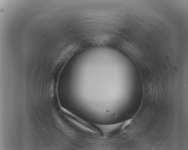 X0000067000694200603311615