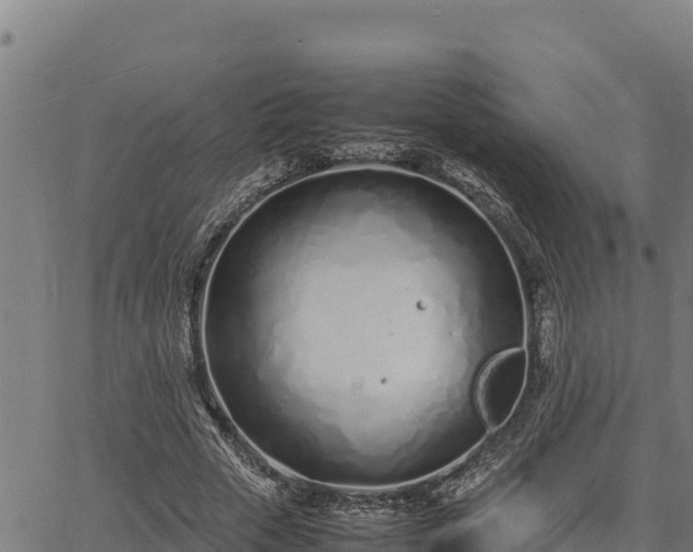 X0000067000729200603311613