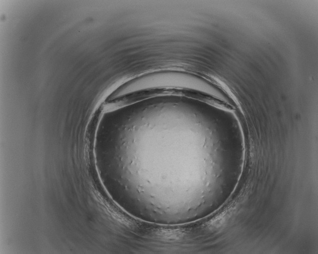 X0000067000835200603311612