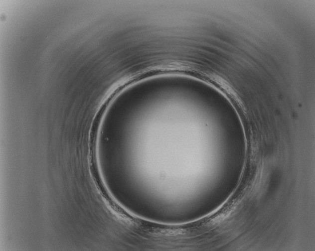 X0000067000845200603311612