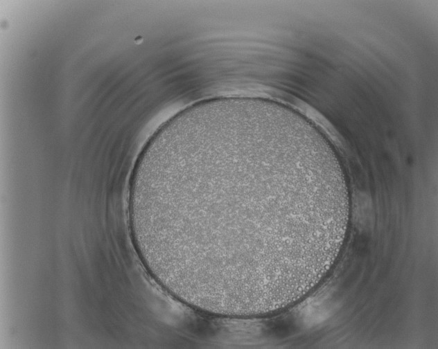 X0000067000856200603311612