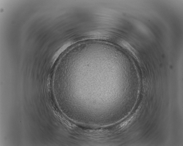 X0000067000875200603311612