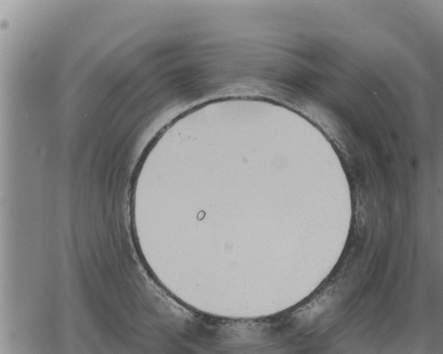 X0000067000950200603311611