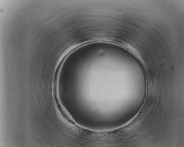 X0000067000955200603311611