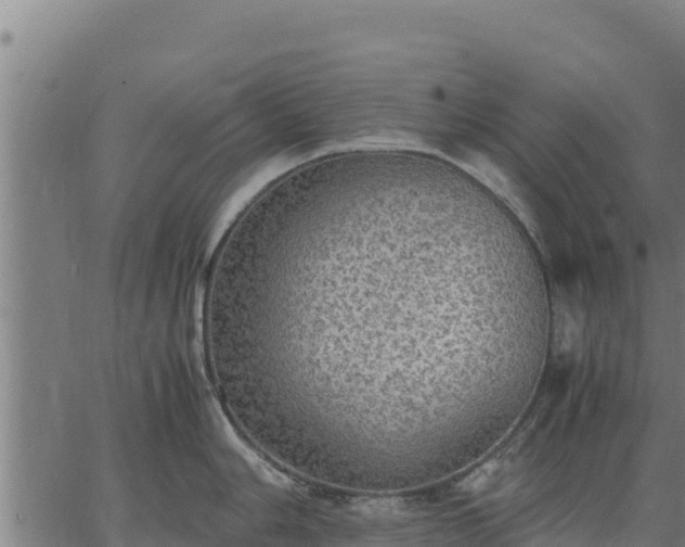 X0000067001006200603311609