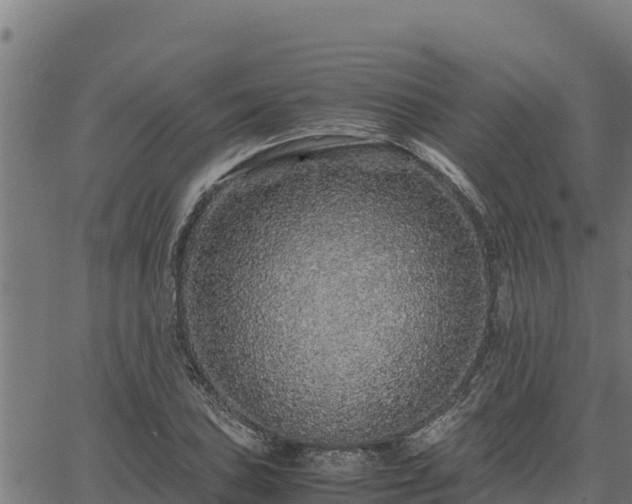 X0000067001027200603311609