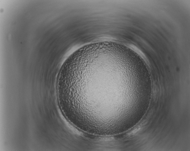 X0000067001055200603311609