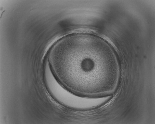 X0000067001075200603311608