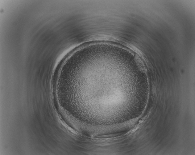 X0000067001120200603311607