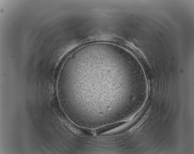 X0000067001166200603311607