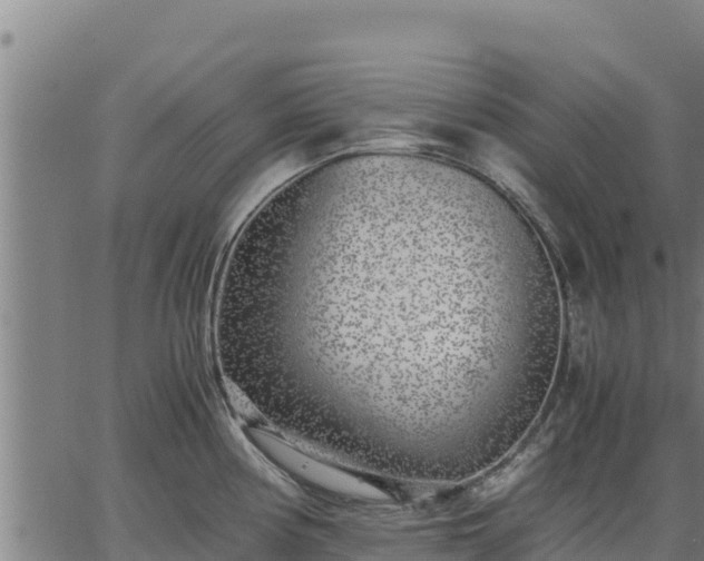 X0000067001194200603311606