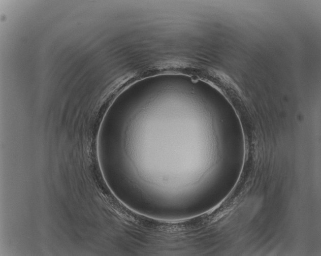 X0000067001217200603311606