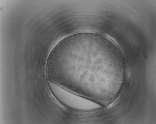 X0000067001236200603311606