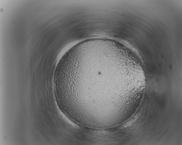 X0000067001239200603311606