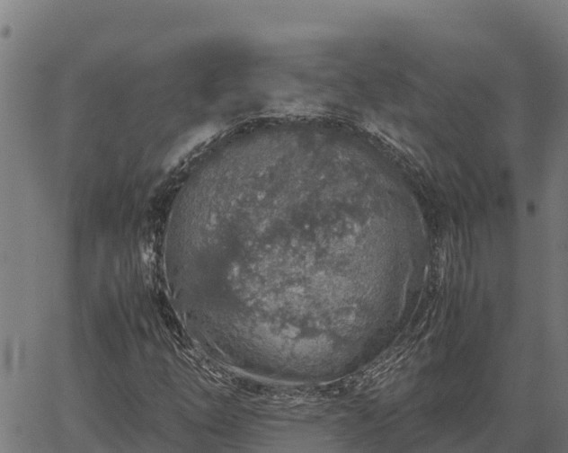 X0000067001254200603311605