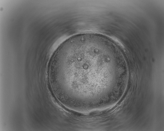 X0000067001279200603311605