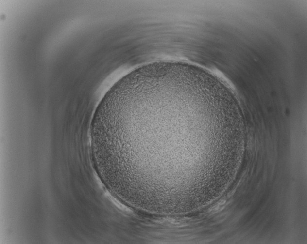 X0000067001287200603311605