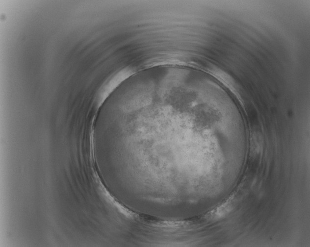 X0000067001290200603311605