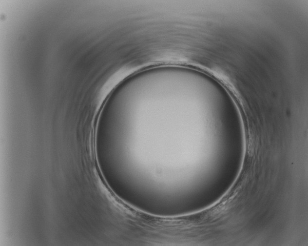 X0000067001295200603311605