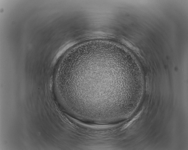 X0000067001453200603311602