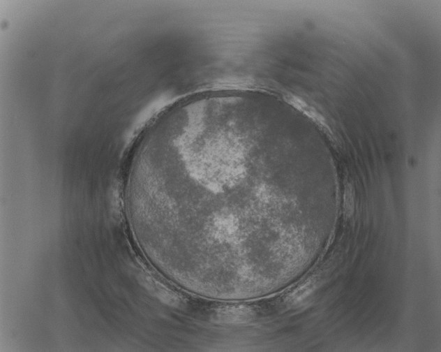 X0000067001454200603311602