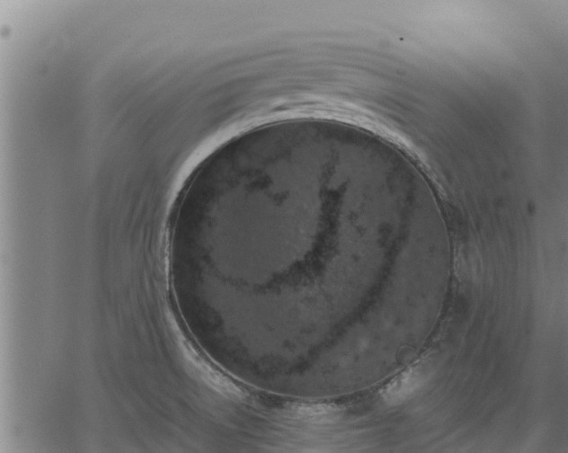 X0000067001522200603311601