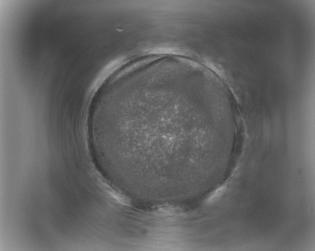 X0000067000199200604072158