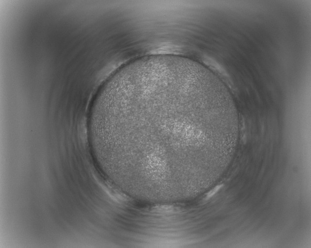 X0000067000298200604072156