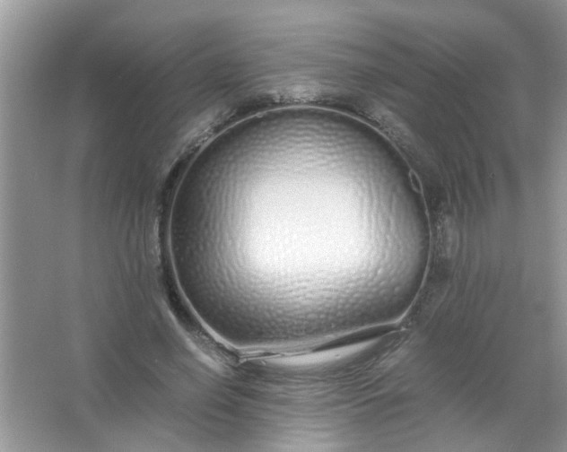 X0000067000638200604072150