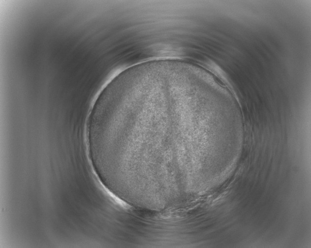 X0000067001243200604072141