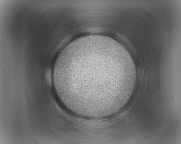 X0000067000024200604142310