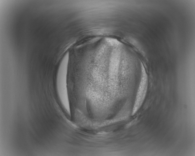 X0000067000105200604142309