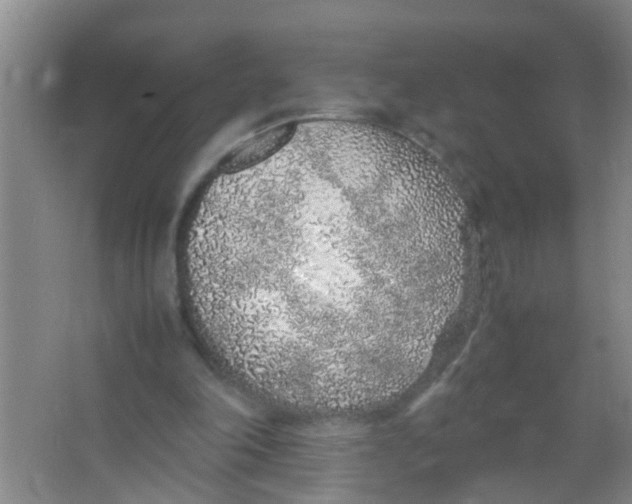 X0000067000198200604142307