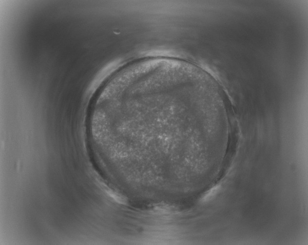 X0000067000199200604142307