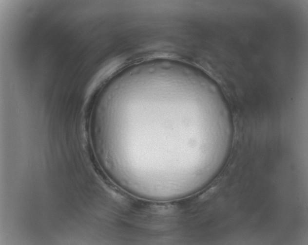 X0000067000245200604142306