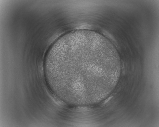 X0000067000298200604142306