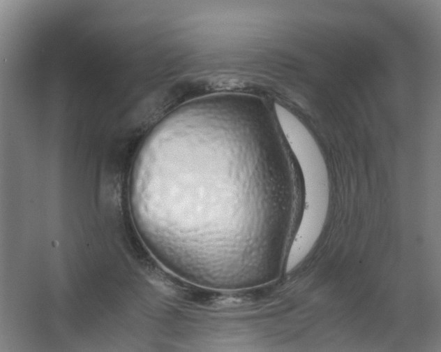 X0000067000315200604142305